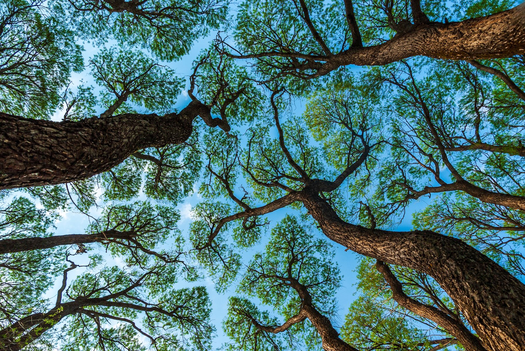 Seeing the Wood for the Trees: A Pragmatic Approach to Biodiversity for Investors and Issuers