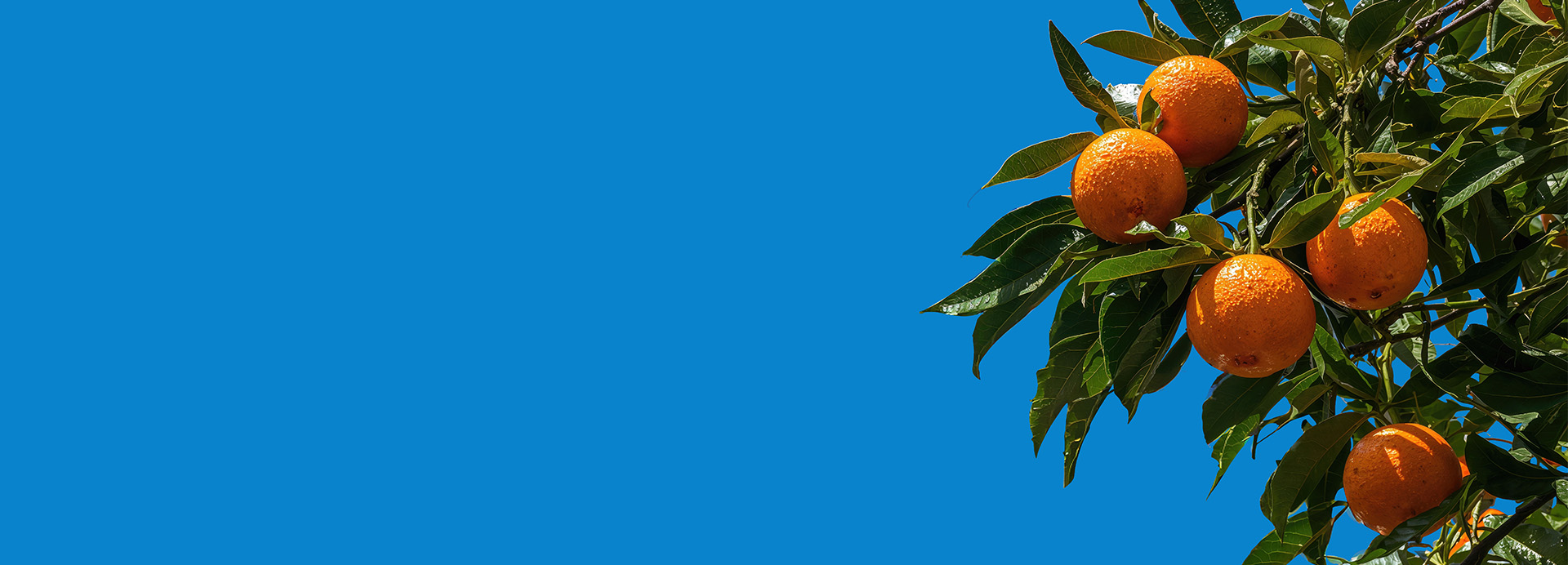 Agriculture Landscape: January 2026