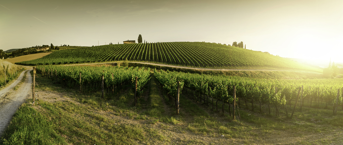 Vineyards in Tuscany