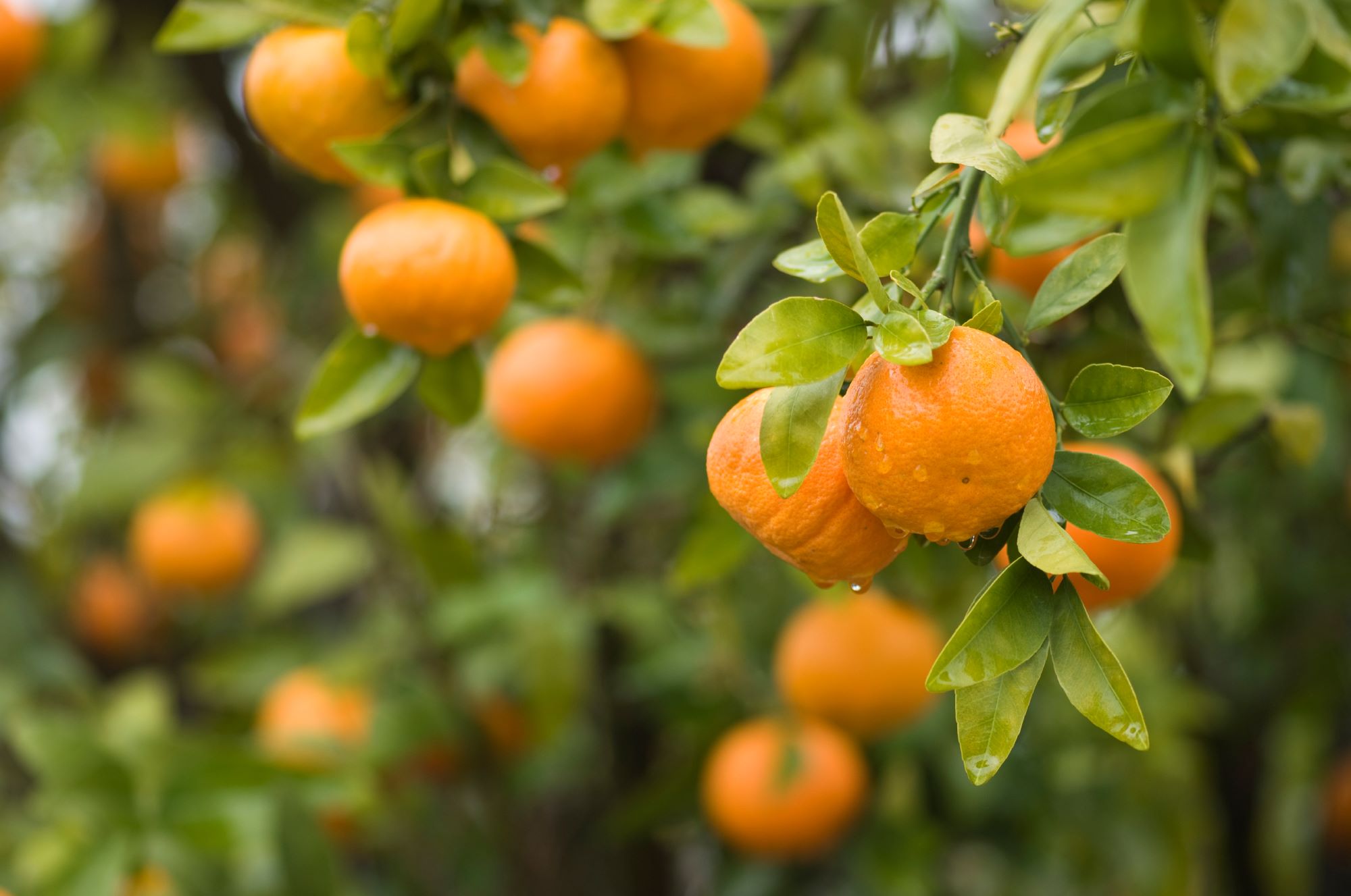 Agriculture Timber Market Update