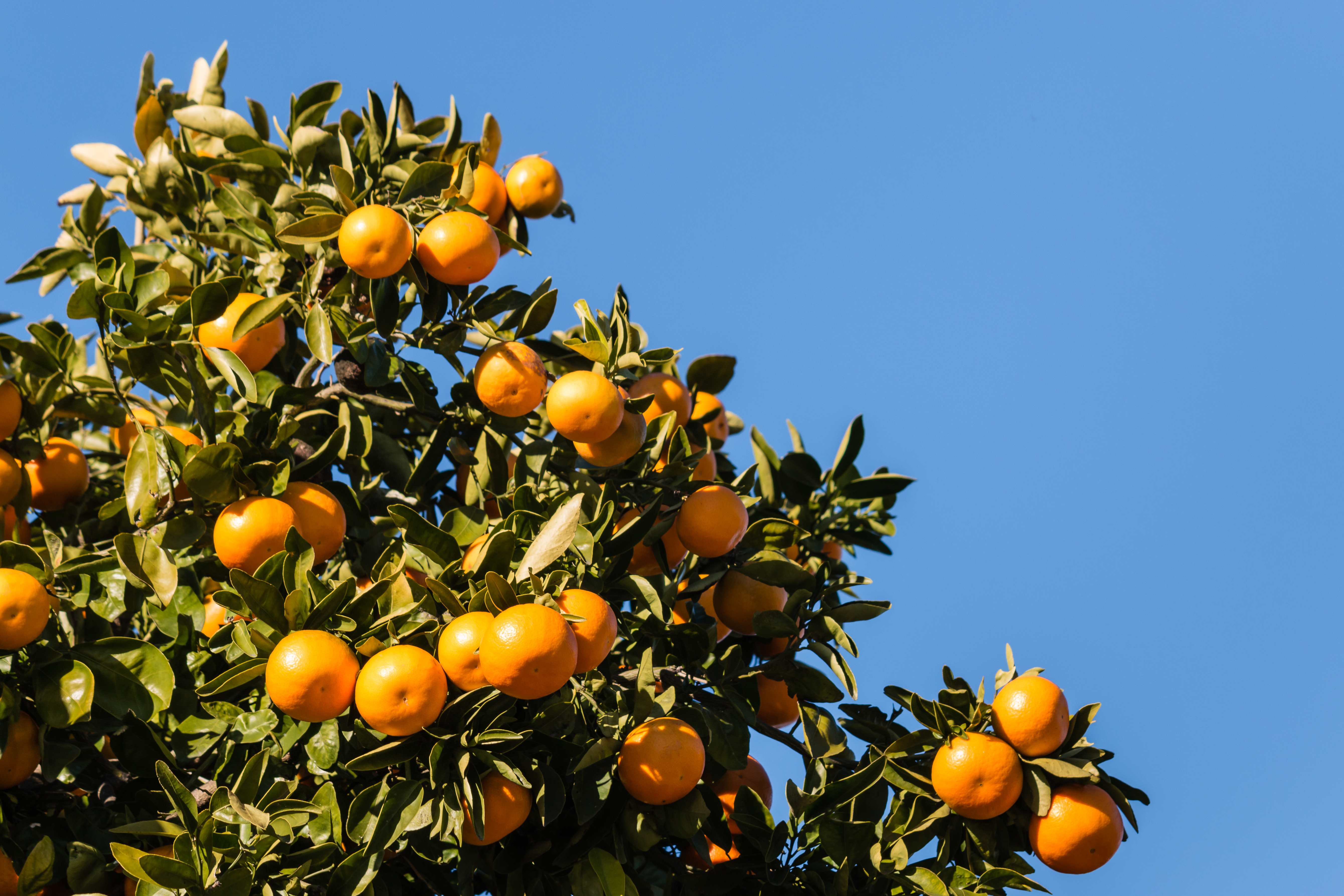 Low-Hanging Fruit: Why You Should Plant U.S. Agriculture in Your Institutional Portfolio