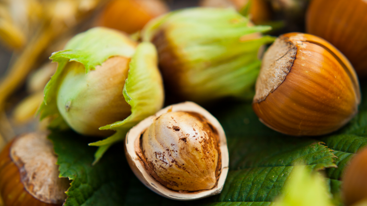 fresh hazelnut